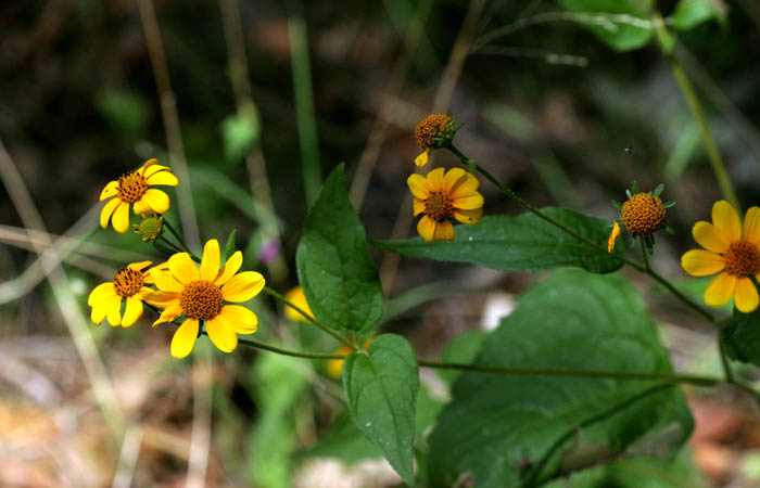 Brown Canyon 3